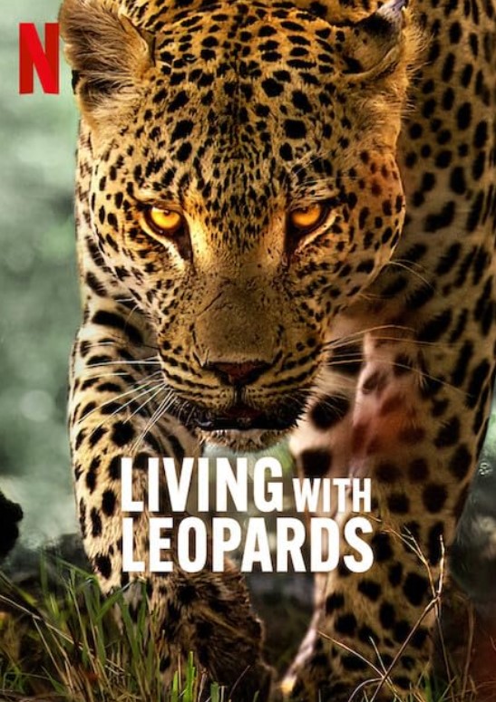 مشاهدة فيلم Living with Leopards 2024 مترجم