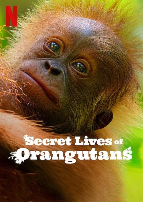 مشاهدة فيلم Secret Lives of Orangutans 2024 مترجم