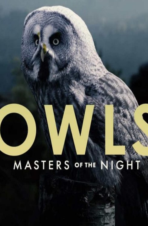 مشاهدة فيلم Owls: Masters of the Night 2020 مترجم