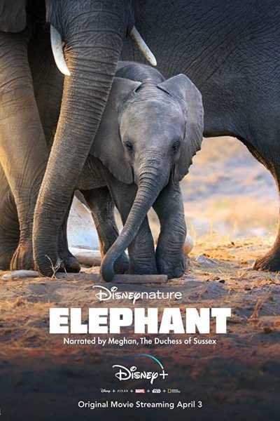 مشاهدة فيلم Elephant 2020 مترجم